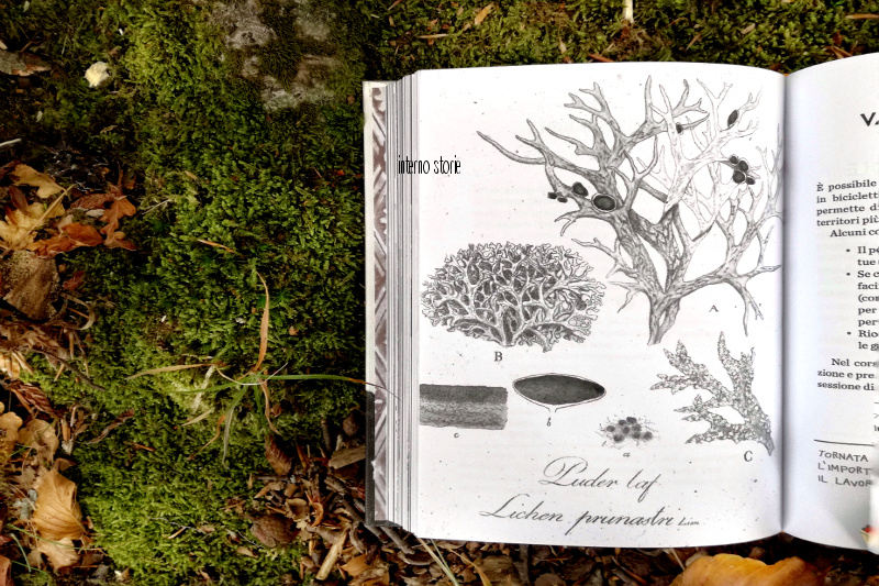 The Wander Society di Keri Smith - interno storie